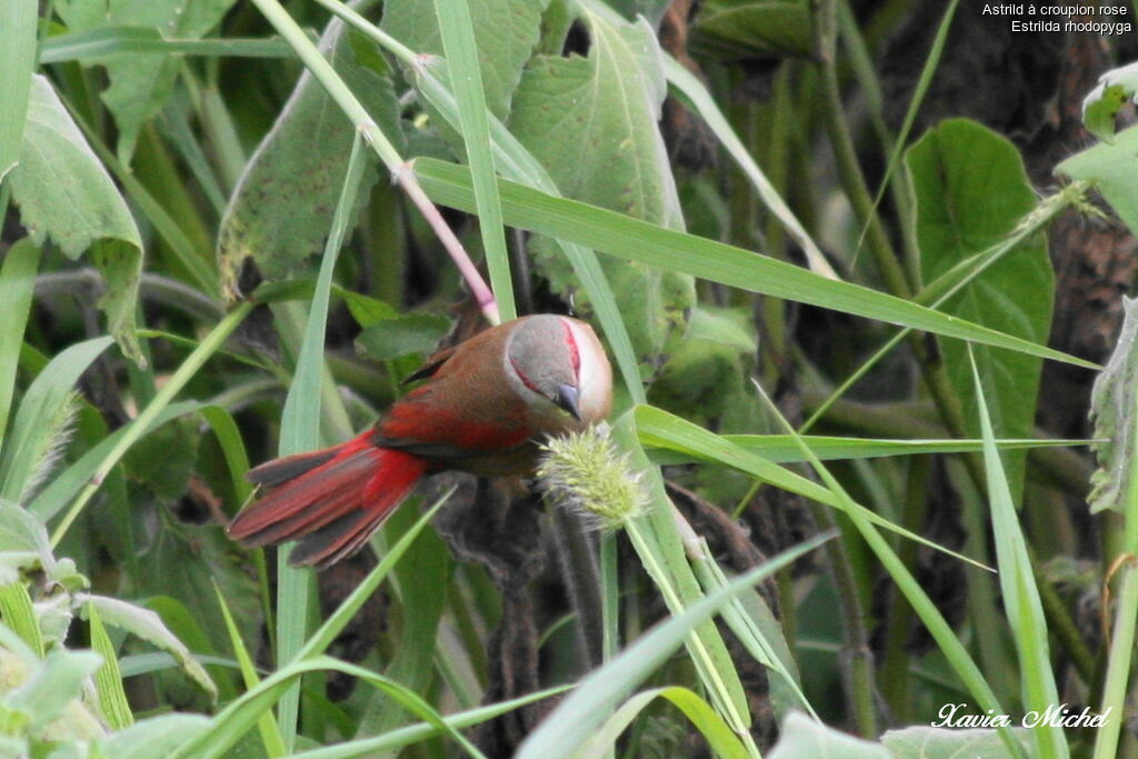 Crimson-rumped Waxbill