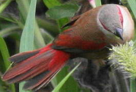 Crimson-rumped Waxbill