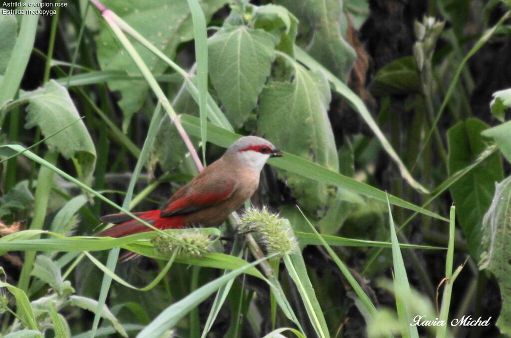 Crimson-rumped Waxbill, identification