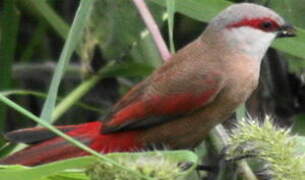 Crimson-rumped Waxbill