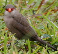 Common Waxbill