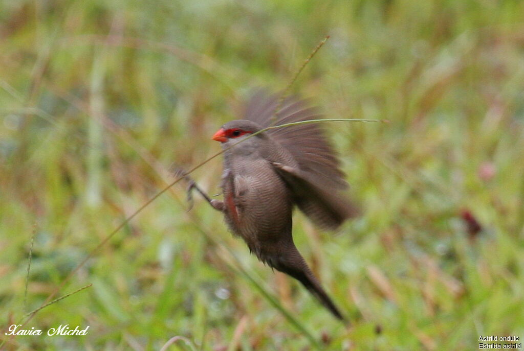 Common Waxbill, Flight