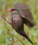 Common Waxbill