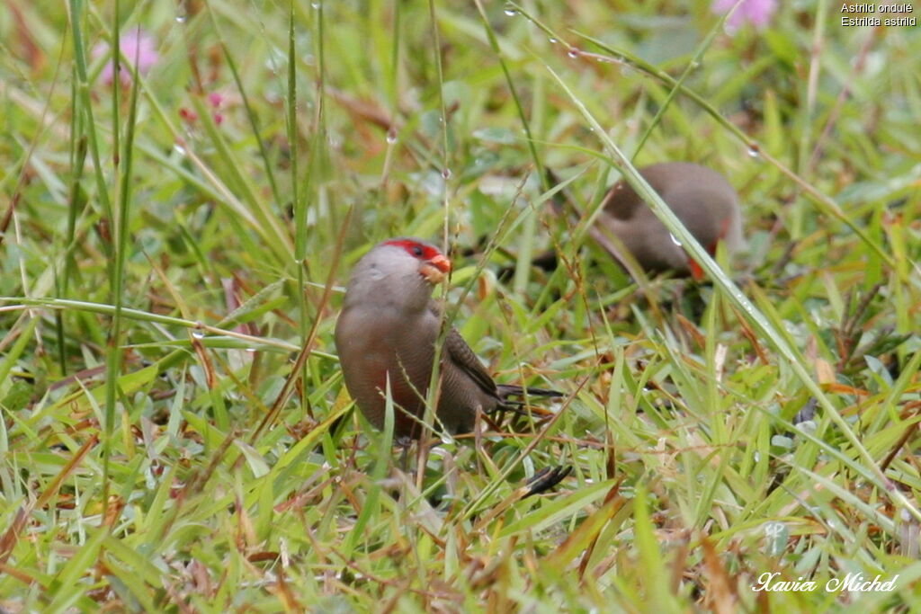 Common Waxbill, identification