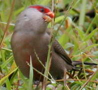 Common Waxbill