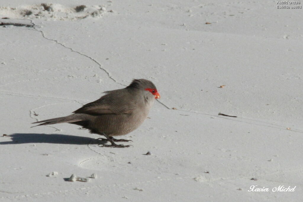 Common Waxbill, identification