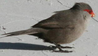 Common Waxbill