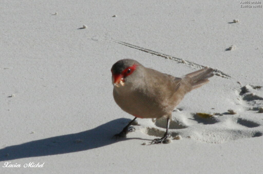 Common Waxbill, identification