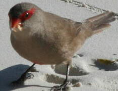 Common Waxbill