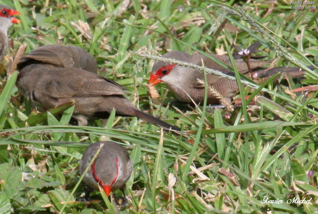 Common Waxbill