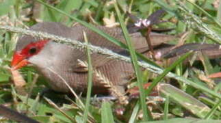 Common Waxbill