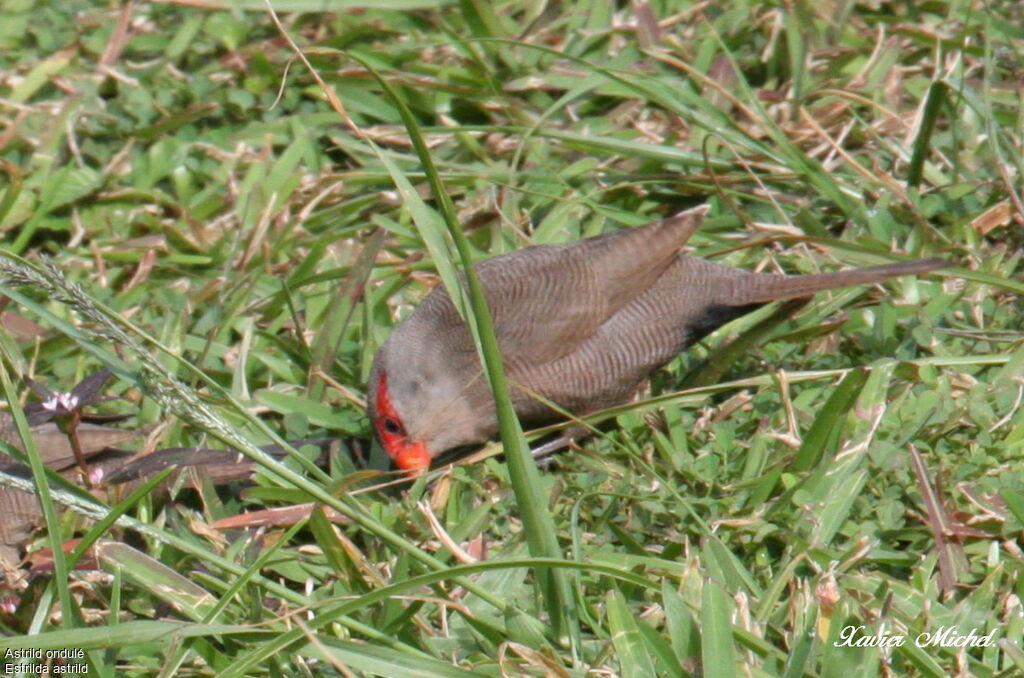 Common Waxbill, identification