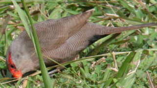 Common Waxbill