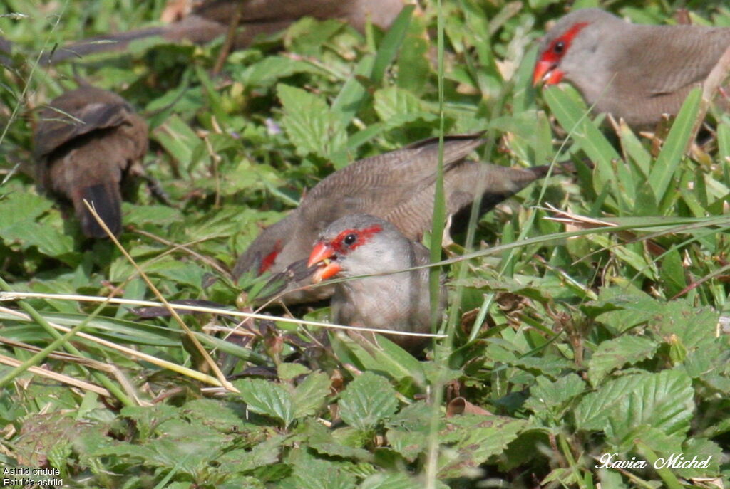 Common Waxbill