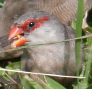 Common Waxbill