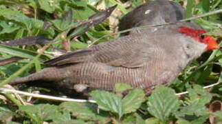 Common Waxbill