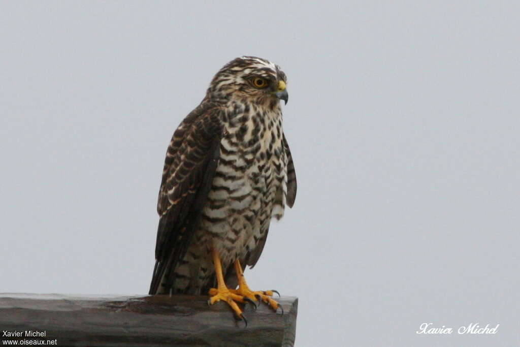 White-bellied Goshawkjuvenile, identification