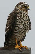 White-bellied Goshawk