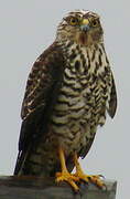 White-bellied Goshawk