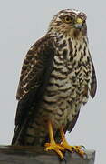 White-bellied Goshawk