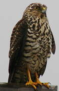 White-bellied Goshawk