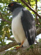 White-bellied Goshawk