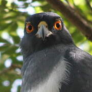 White-bellied Goshawk