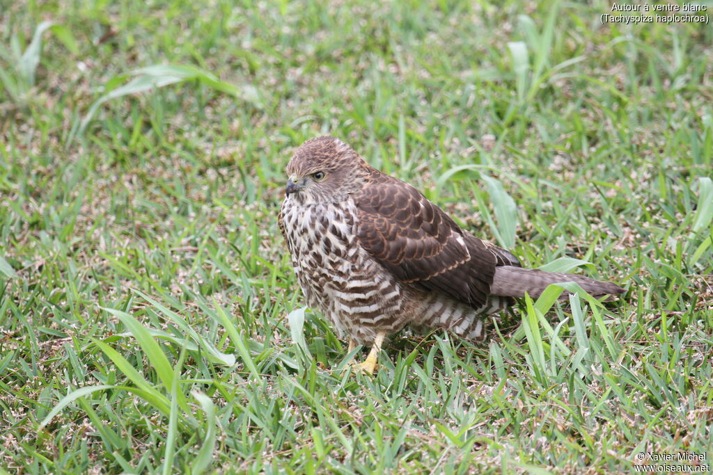 White-bellied Goshawkjuvenile