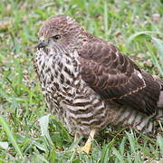 White-bellied Goshawk