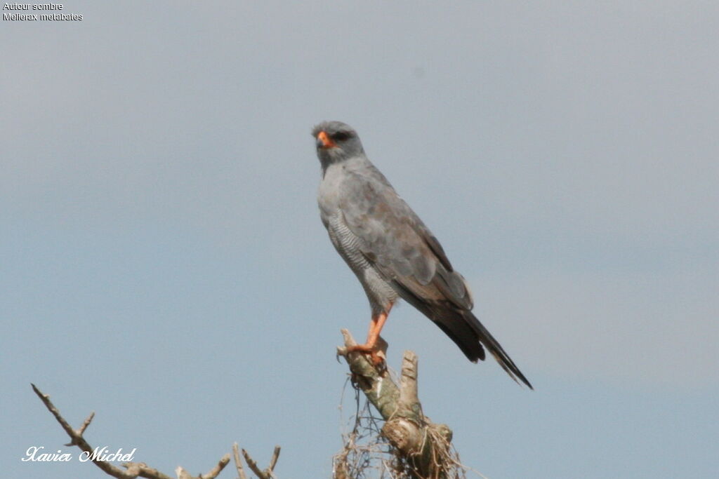 Dark Chanting Goshawk