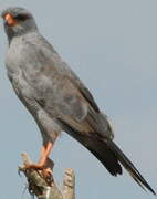 Dark Chanting Goshawk