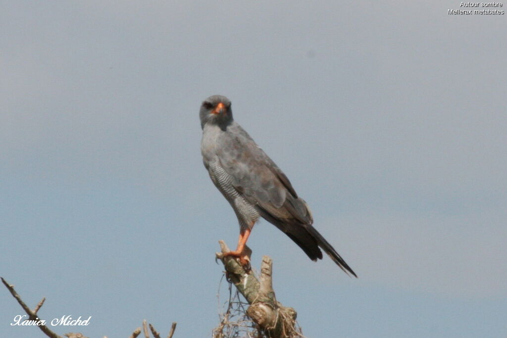 Dark Chanting Goshawk