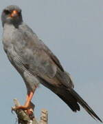 Dark Chanting Goshawk