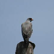 Dark Chanting Goshawk