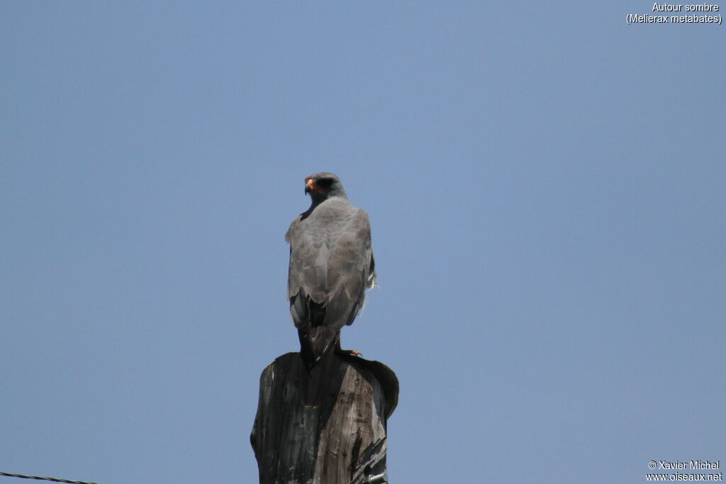 Dark Chanting Goshawk