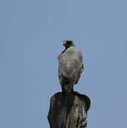 Dark Chanting Goshawk