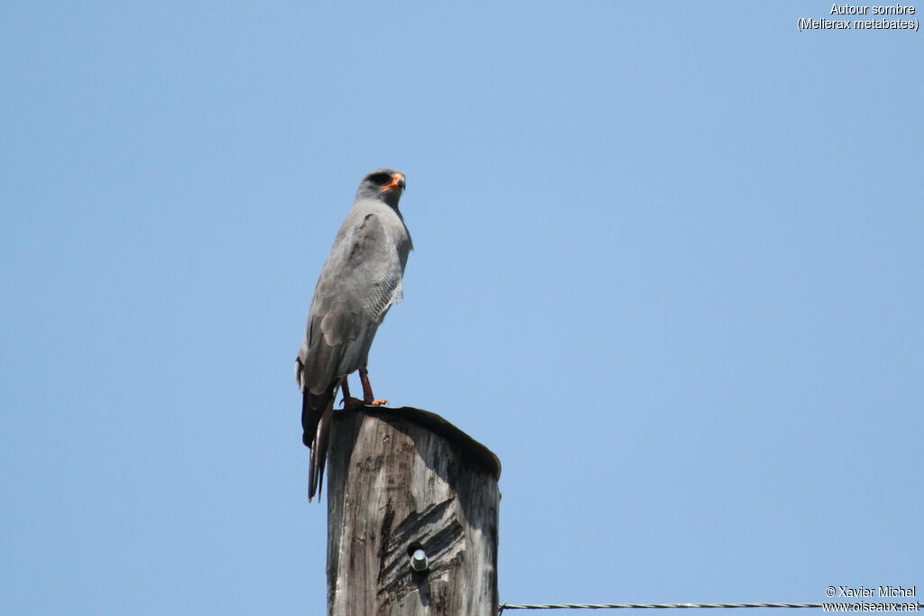 Dark Chanting Goshawk