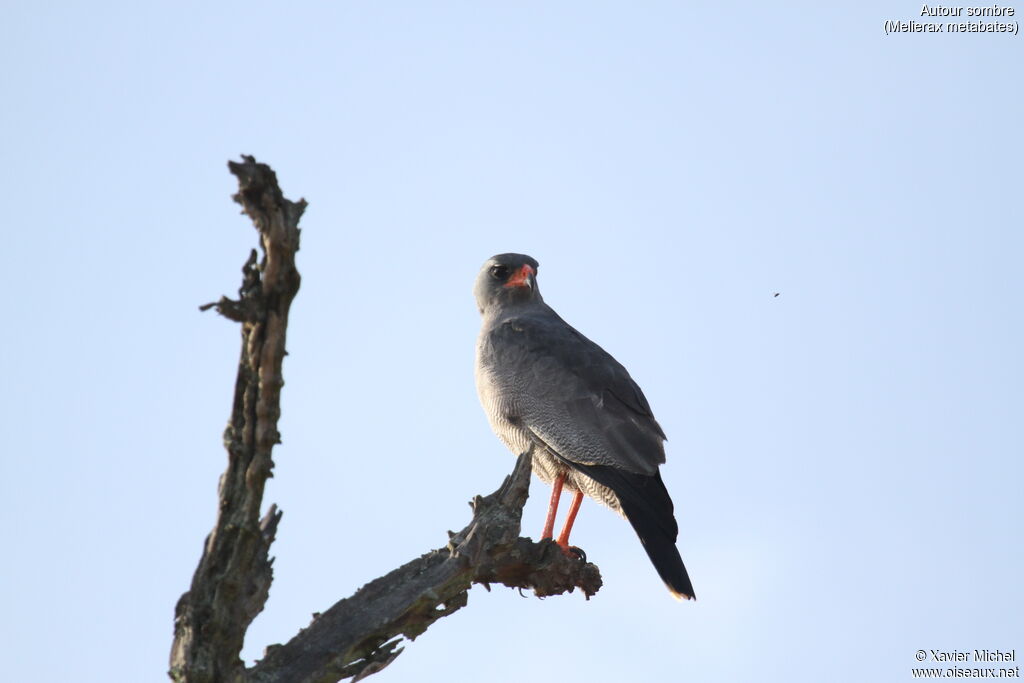 Dark Chanting Goshawkadult