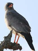 Dark Chanting Goshawk