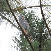 Lizard Buzzard