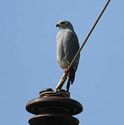 Lizard Buzzard