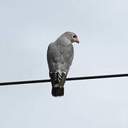 Lizard Buzzard