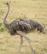 Common Ostrich