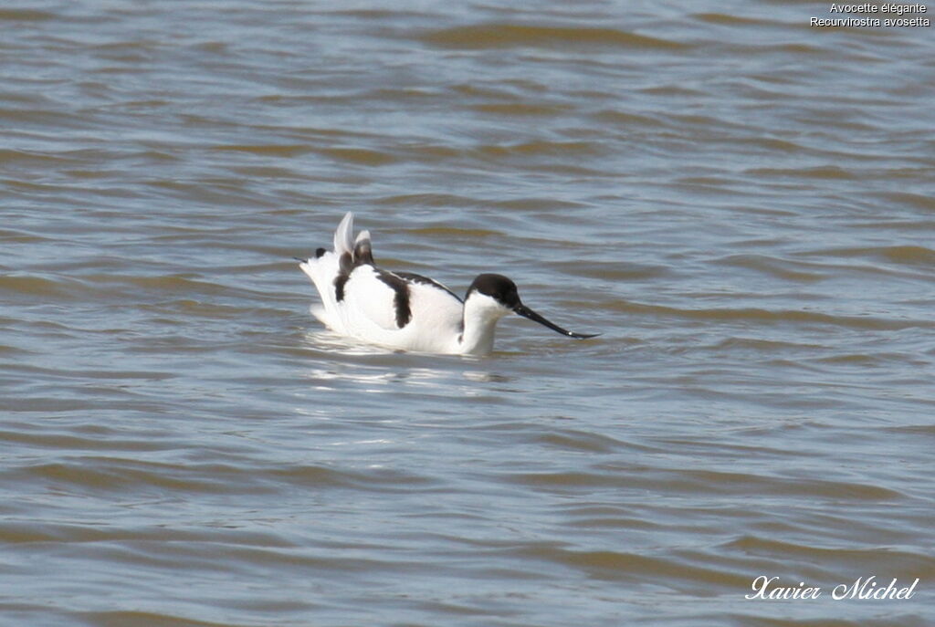 Pied Avocetadult, identification