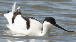 Avocette élégante