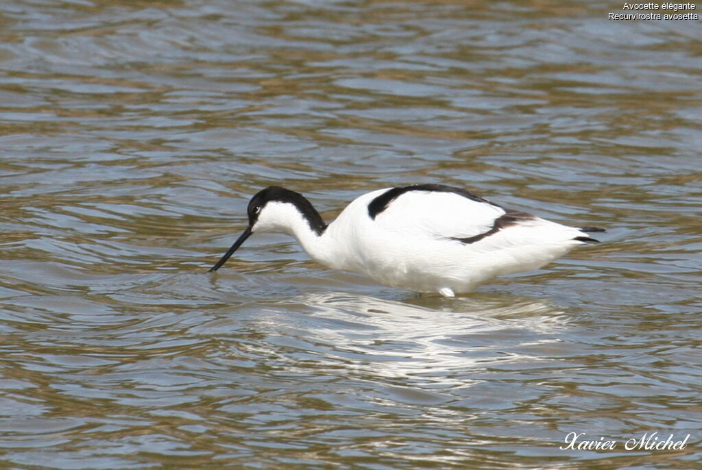 Pied Avocetadult, identification