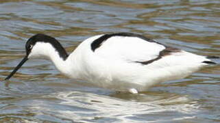 Avocette élégante