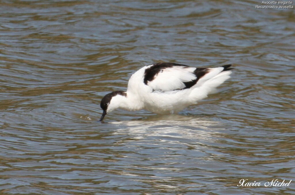 Avocette éléganteadulte