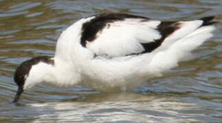 Avocette élégante