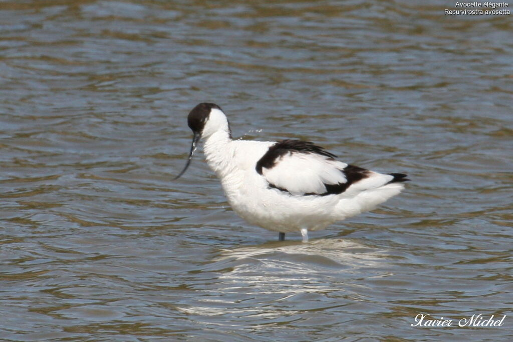 Pied Avocetadult